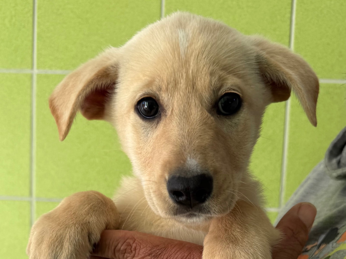 Adozione cane, femmina, Razza sconosciuta Razza sconosciuta, 3 mesi, taglia media, Matera