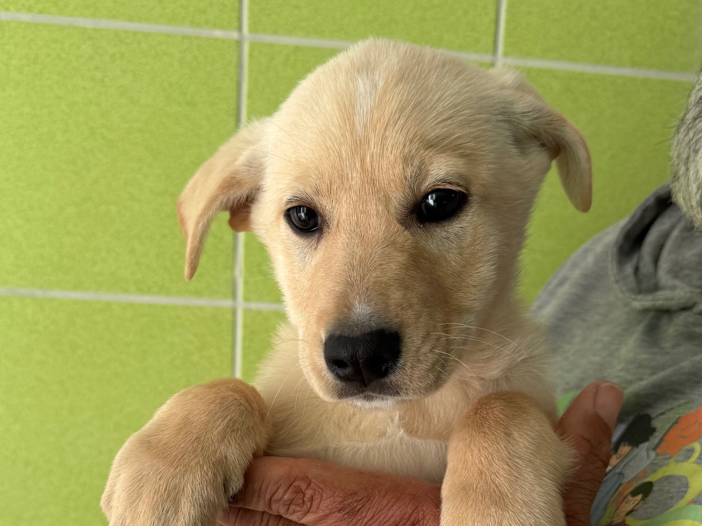 Adotta un cane, femmina, 3 mesi, Matera