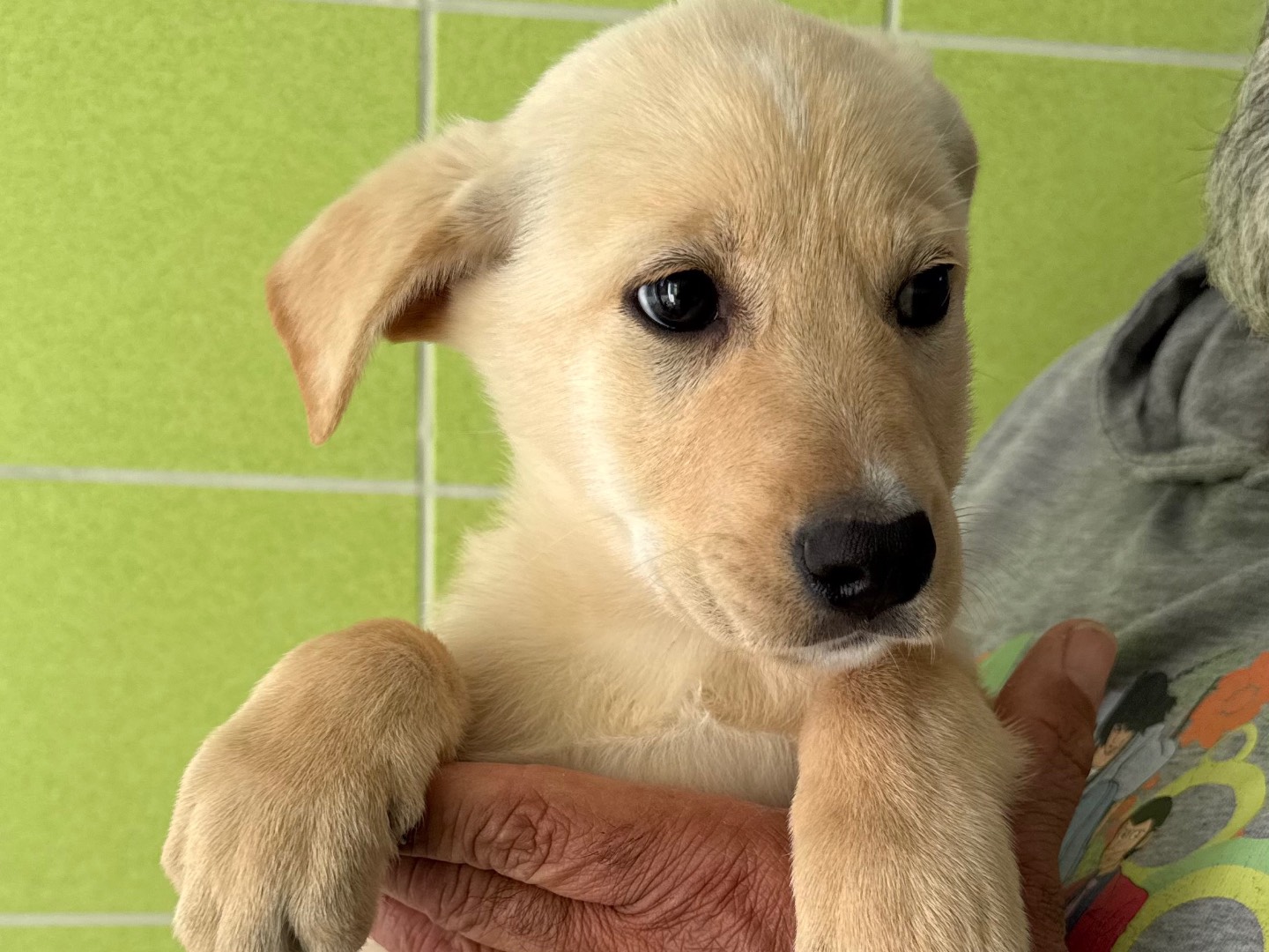 Adotta un cane, taglia media, femmina, Matera
