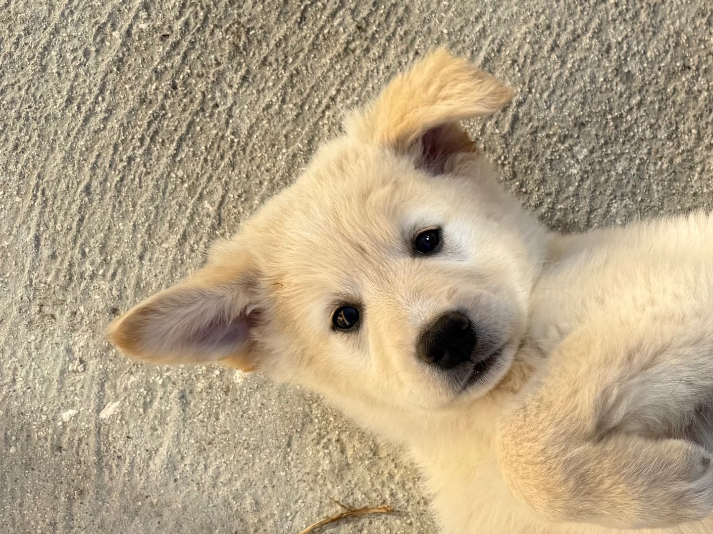 Adozione cane, femmina, Razza sconosciuta Razza sconosciuta, 3 mesi, taglia media, Matera