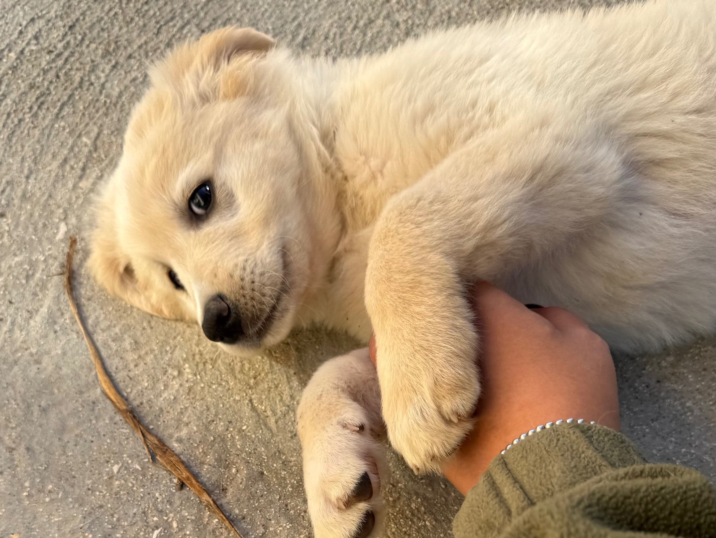 Adotta un cane, femmina, 3 mesi, Matera