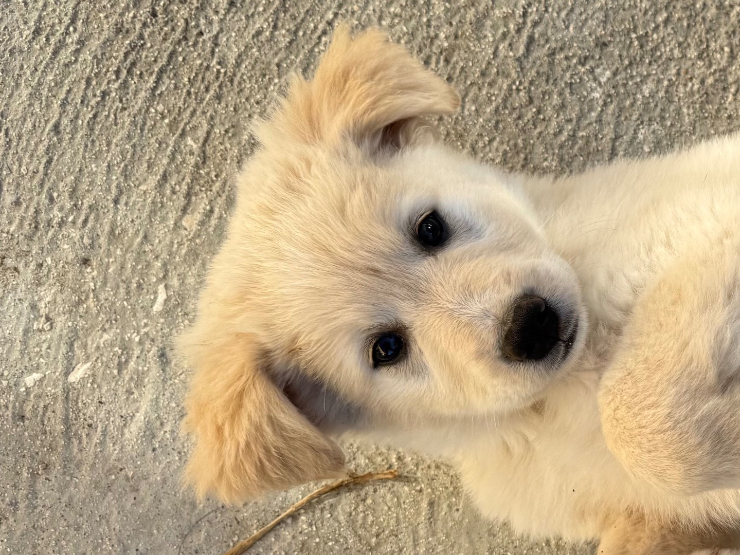 Adotta un cane, taglia media, femmina, Matera