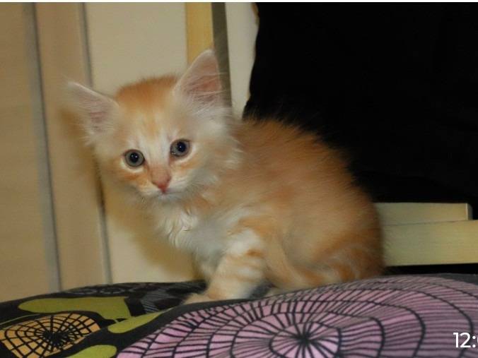 Adozione gatto, femmina, Razza sconosciuta Razza sconosciuta, 1 mesi, taglia non valida, Crotone