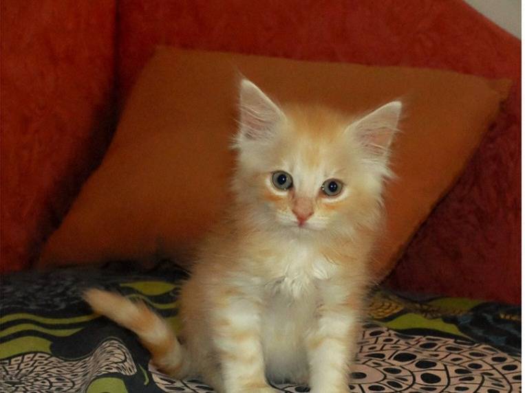 Adotta un gatto, femmina, 1 mesi, Crotone