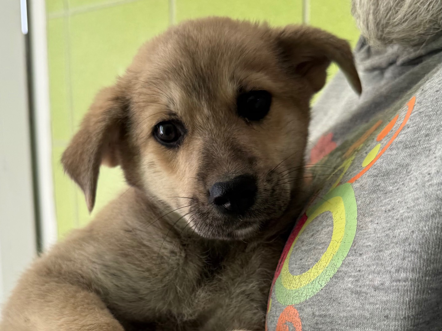 Adozione cane, femmina, Razza sconosciuta Razza sconosciuta, 3 mesi, taglia media, Matera