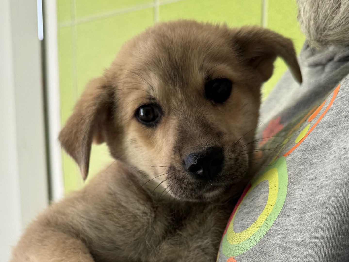 Adotta un cane, femmina, 3 mesi, Matera