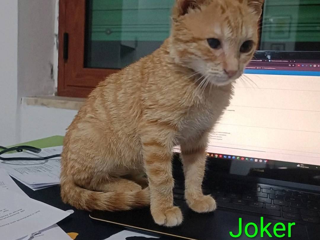 Adozione gatto, maschio, Razza sconosciuta Razza sconosciuta, 2 mesi, taglia non valida, Crotone