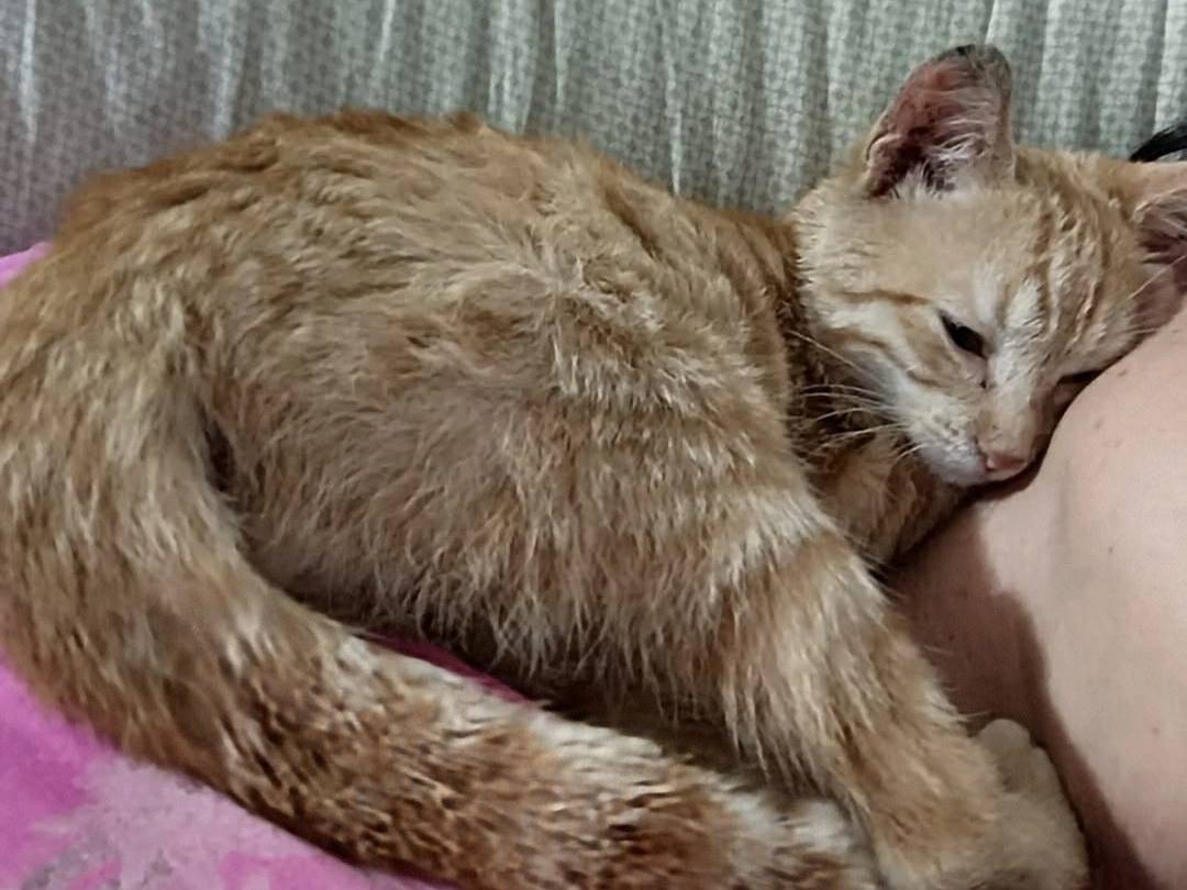 Adotta un gatto, maschio, 2 mesi, Crotone