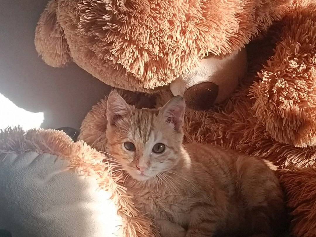 Adotta il gatto Joker  a Crotone