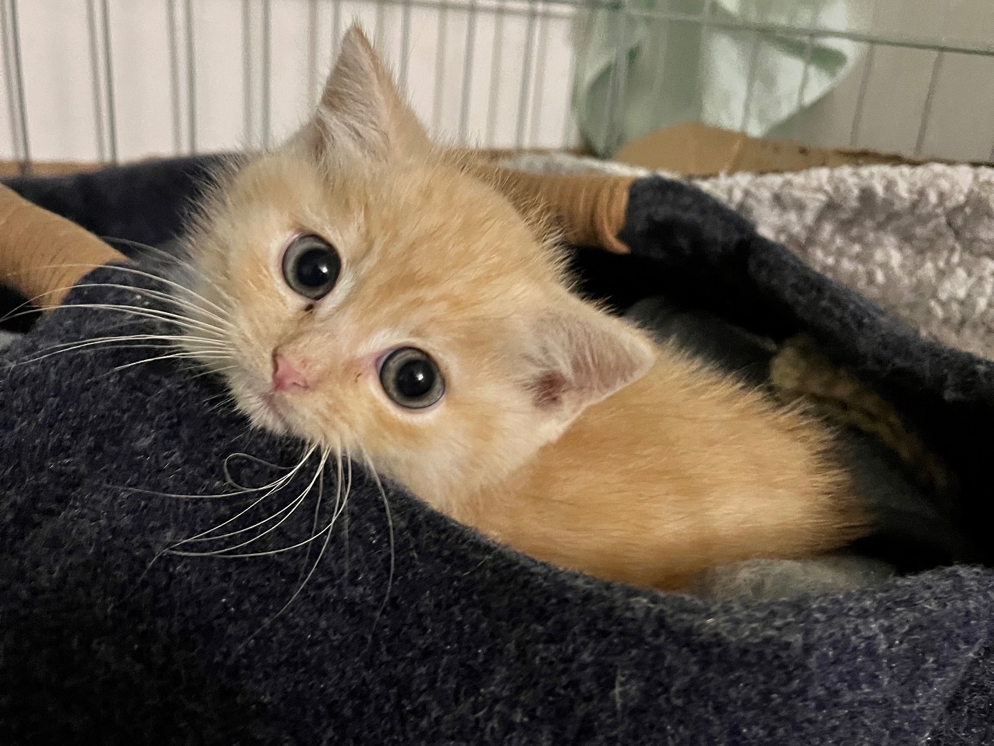 Adozione gatto, maschio, Razza sconosciuta Razza sconosciuta, 2 mesi, taglia non valida, Padova