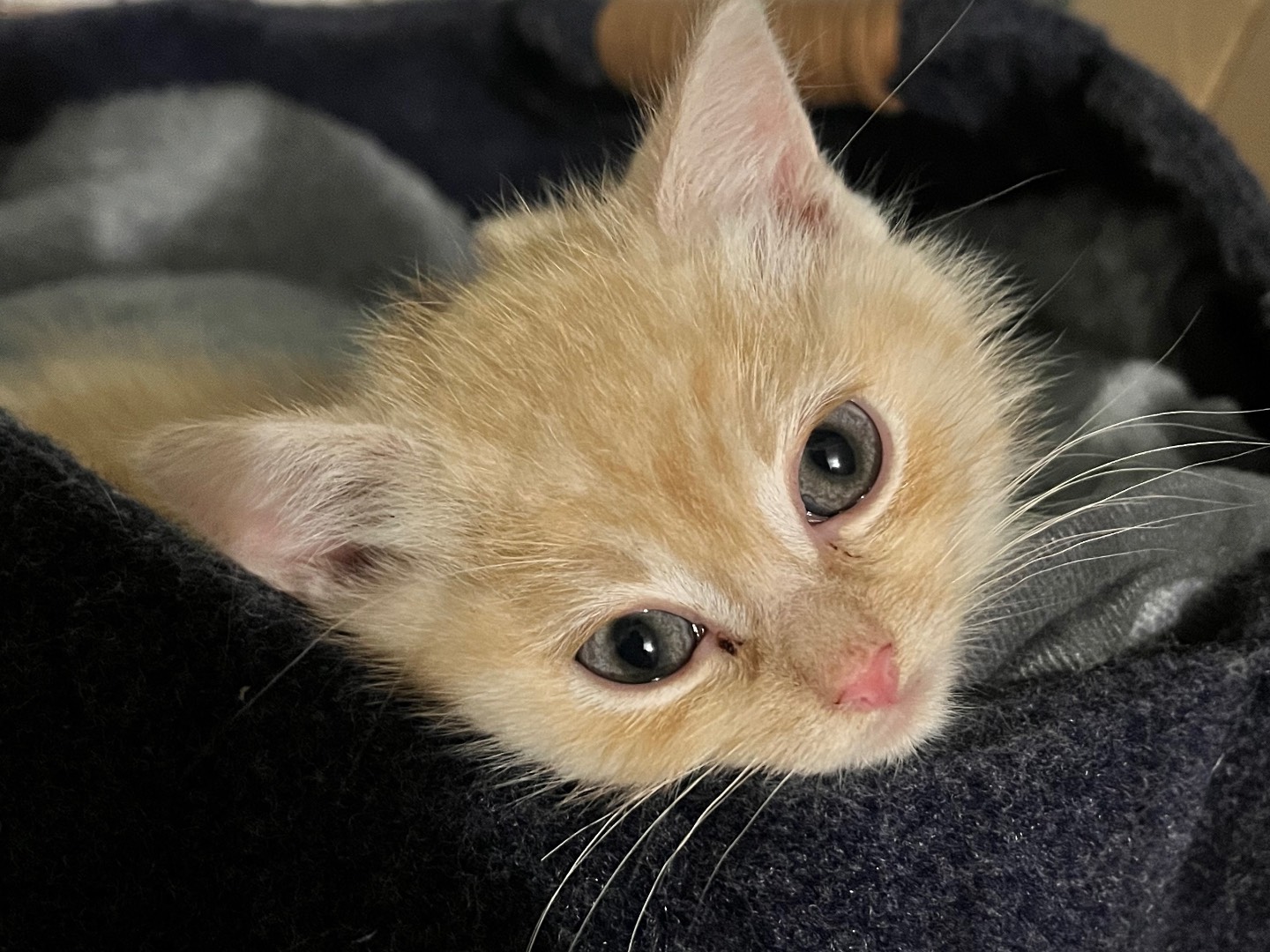 Adotta un gatto, maschio, 2 mesi, Padova