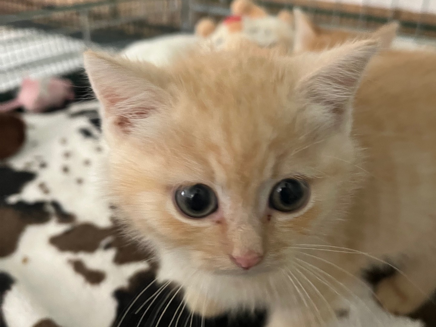 Adotta un gatto, taglia non valida, maschio, Padova