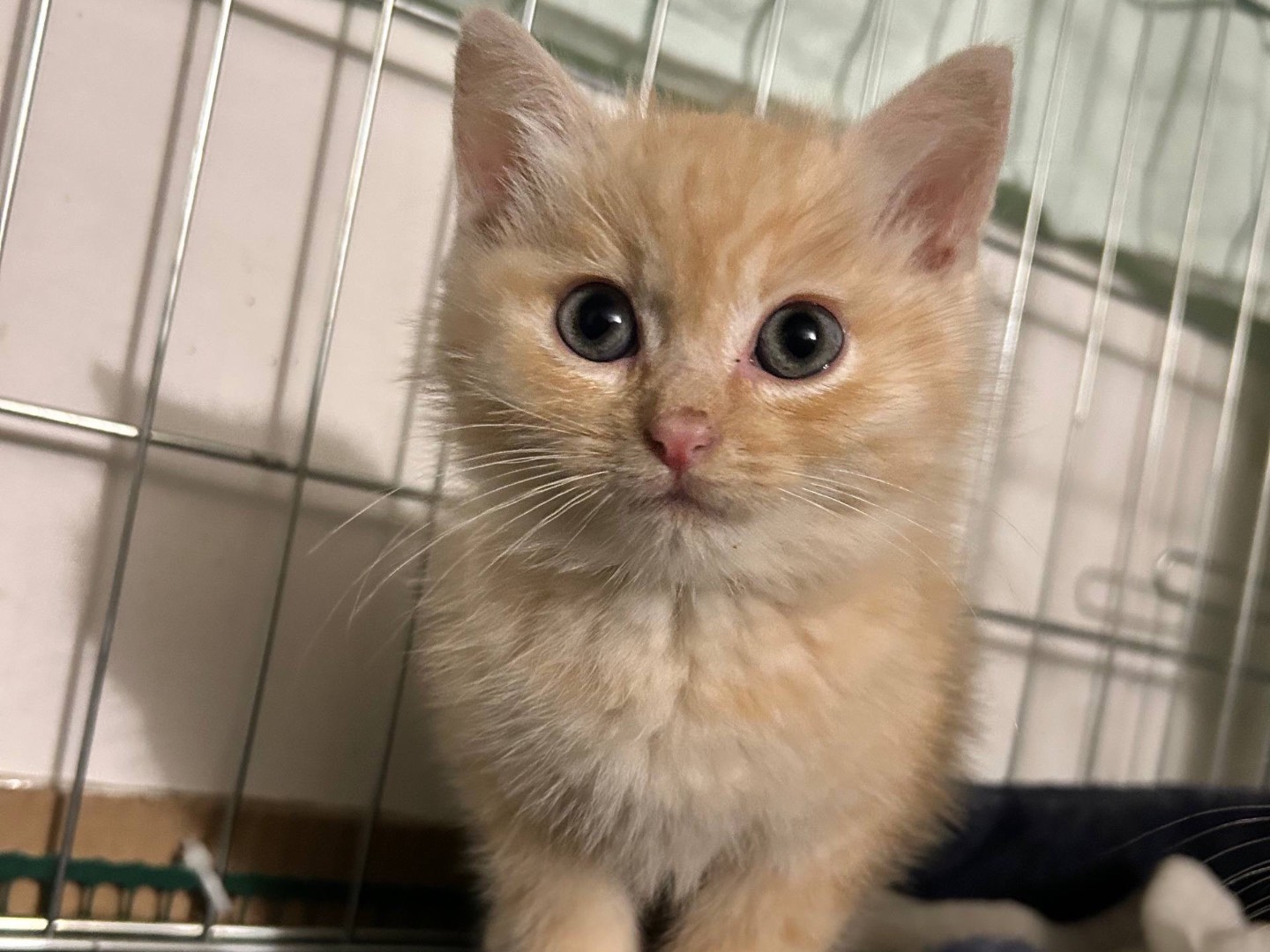 Vuoi adottare un gatto a Padova?