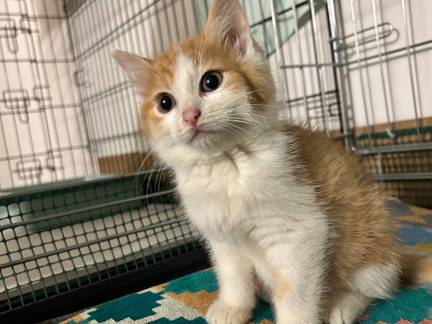 Adozione gatto, maschio, Razza sconosciuta Razza sconosciuta, 2 mesi, taglia non valida, Padova