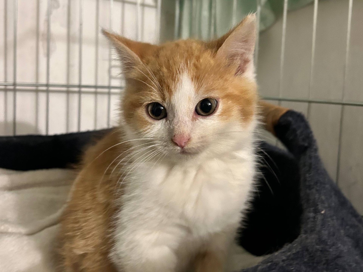 Adotta un gatto, maschio, 2 mesi, Padova