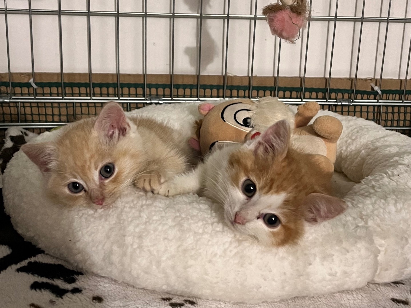 Adotta un gatto, taglia non valida, maschio, Padova