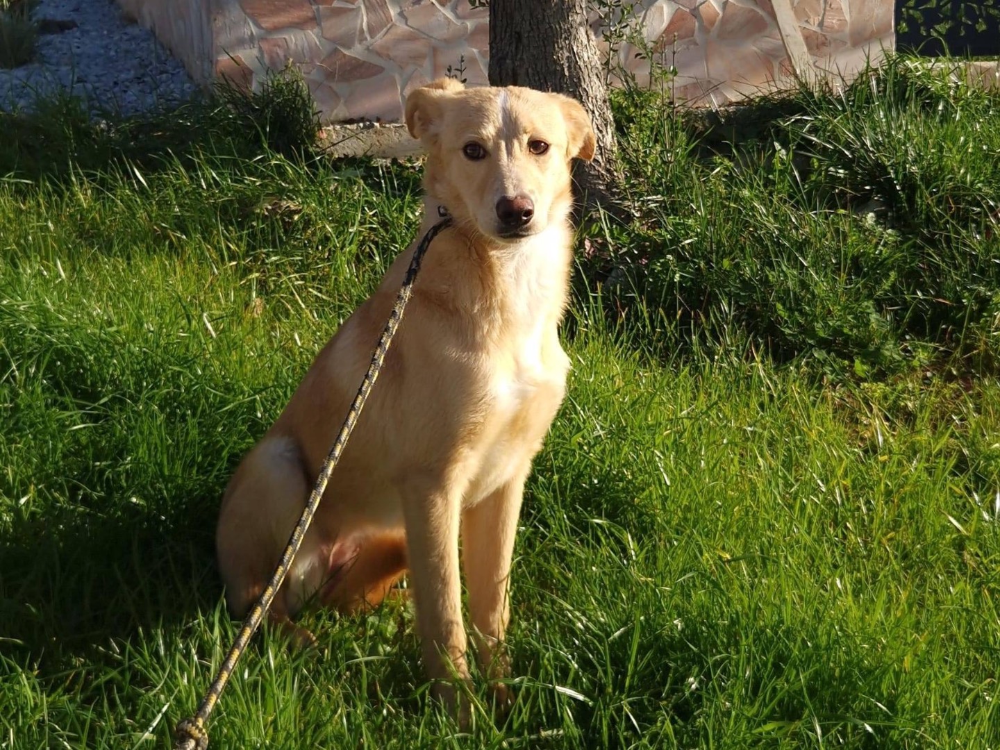 Vuoi adottare un cane a Pordenone?