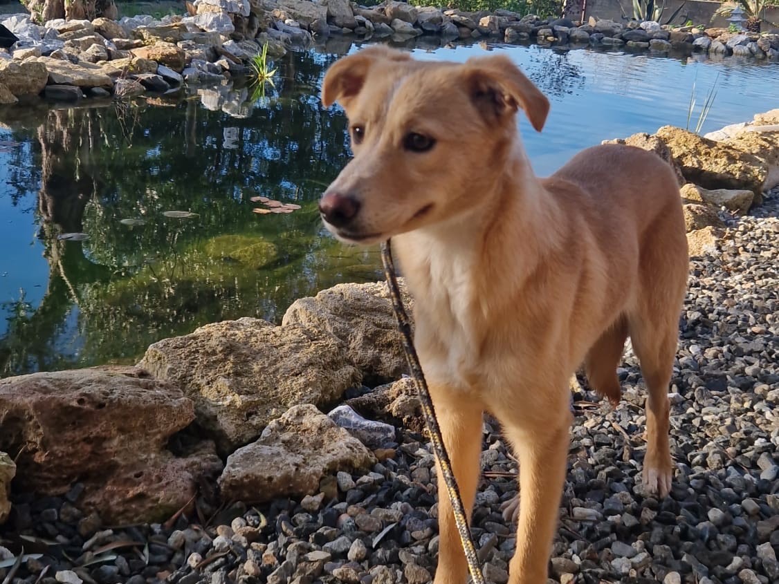 Adotta il cane Olivia a Pordenone