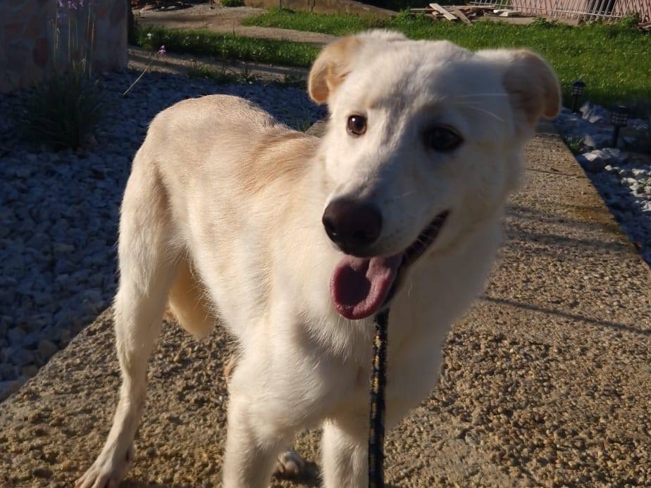 Vuoi adottare un cane a Treviso?