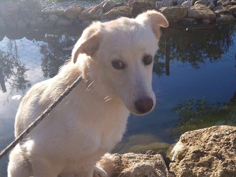 Adotta il cane Aisha a Treviso