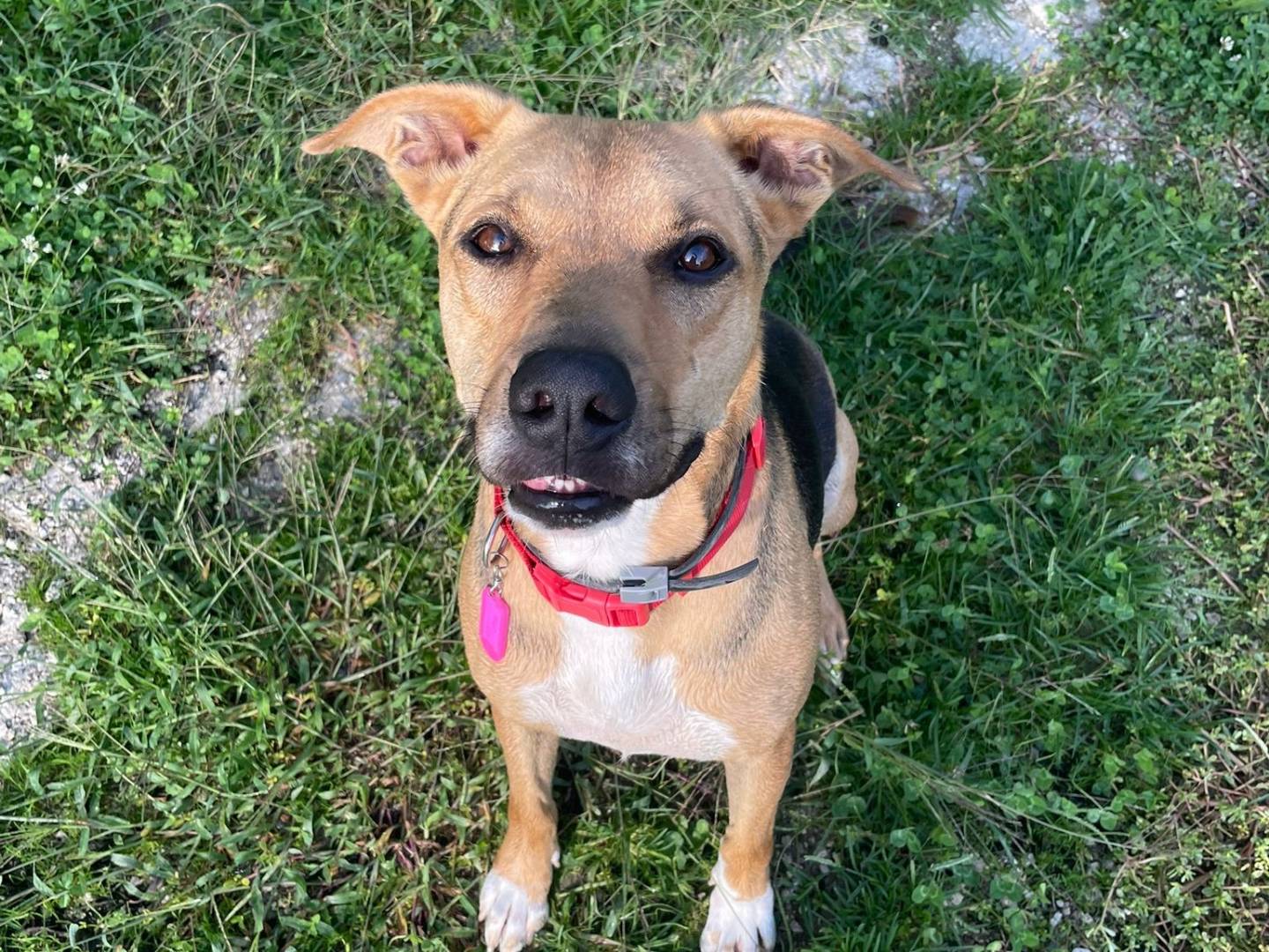 Adotta il cane Yago a Treviso