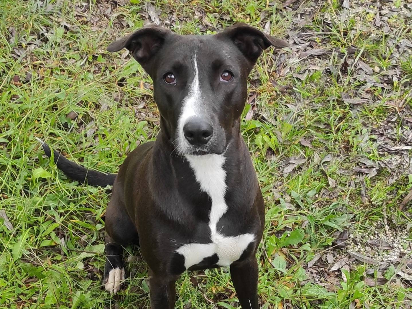 Adozione cane, femmina, Razza sconosciuta Razza sconosciuta, 2 anni e 2 mesi, taglia media, Treviso