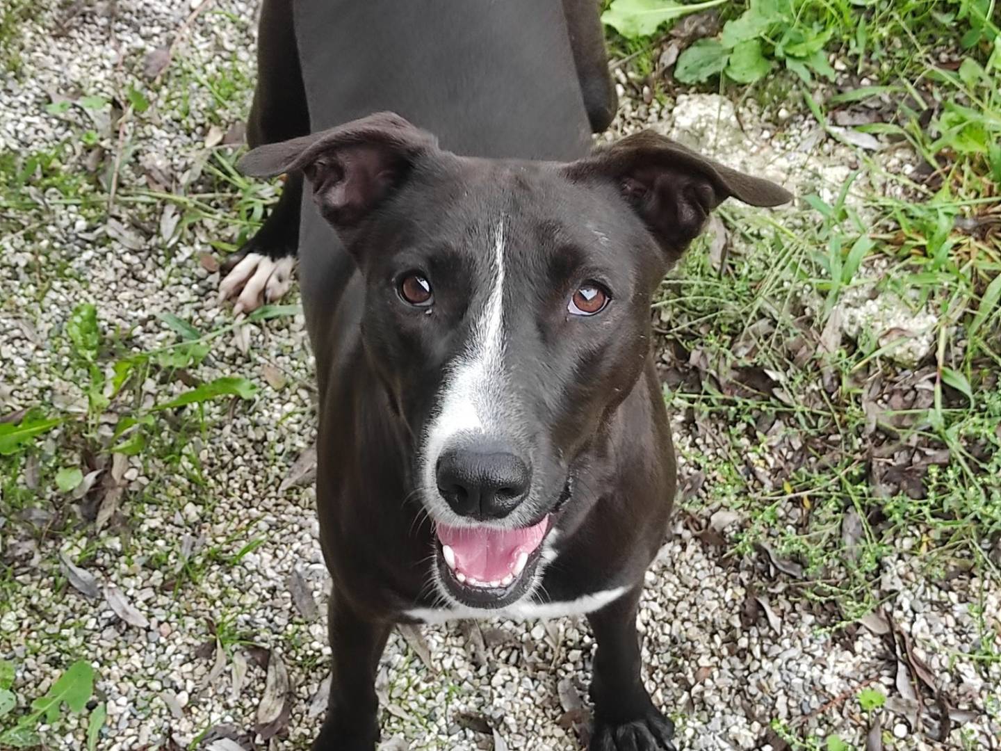 Adotta un cane, femmina, 2 anni e 2 mesi, Treviso