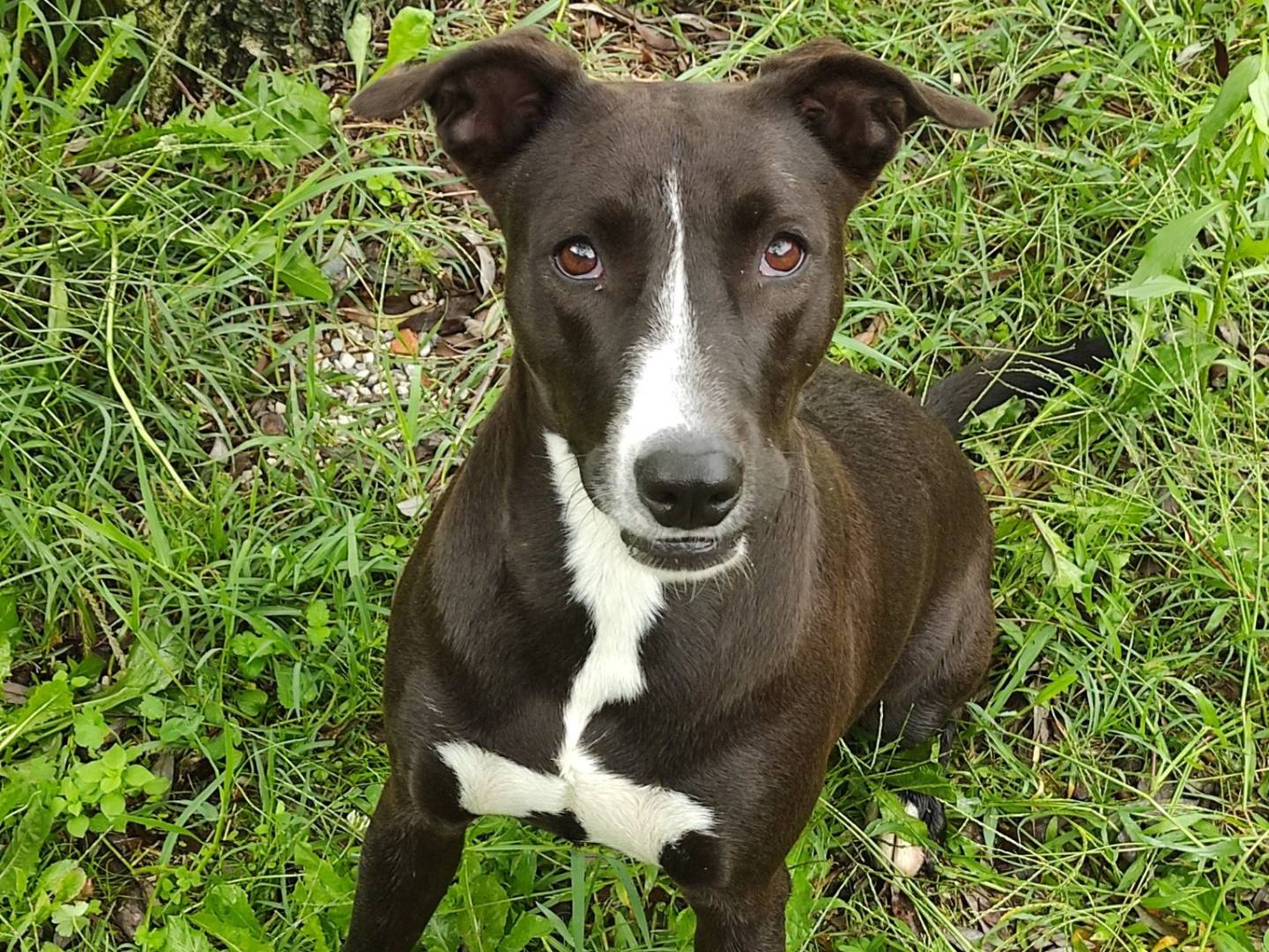 Vuoi adottare un cane a Treviso?