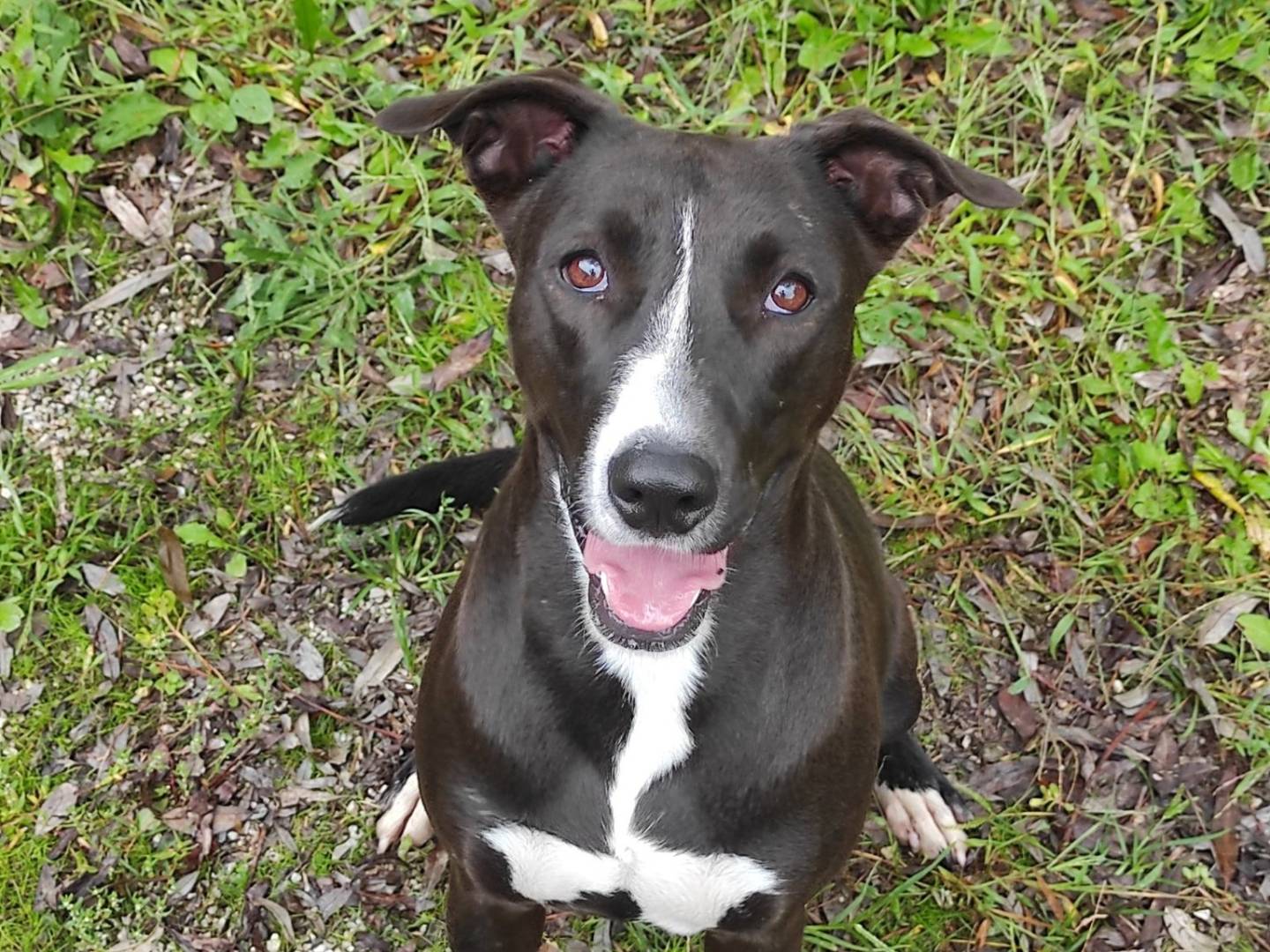 Adotta il cane Stella a Treviso