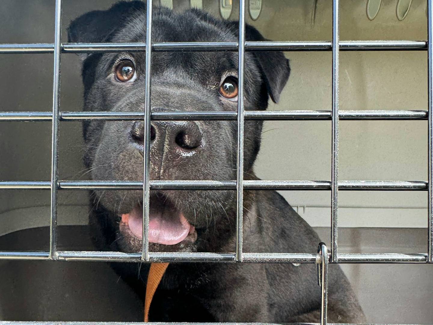 Adozione cane, femmina, Shar Pei Razza sconosciuta, 9 mesi, taglia media, Teramo