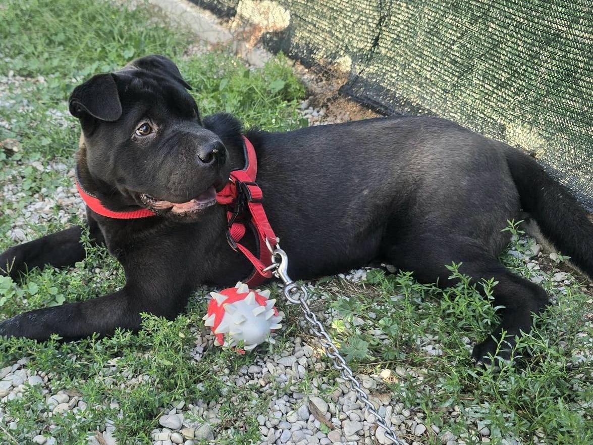 Adotta un cane, femmina, 9 mesi, Teramo