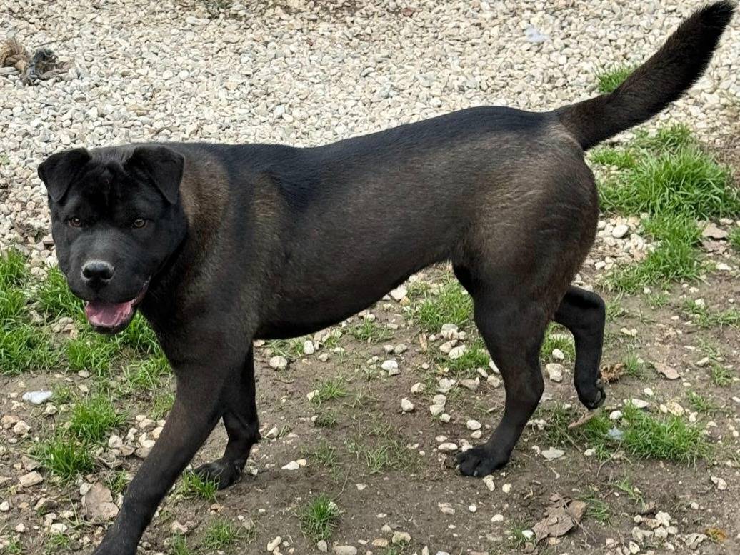 Adotta un cane, taglia media, femmina, Teramo