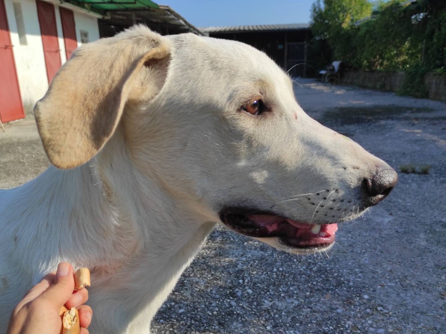 Vuoi adottare un cane a Treviso?