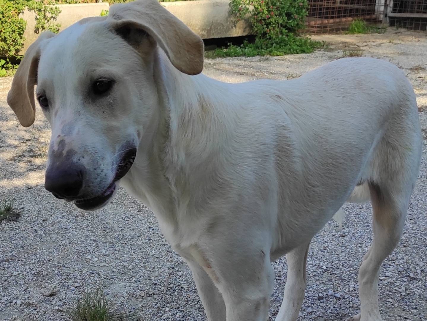 Adotta il cane Erni a Treviso