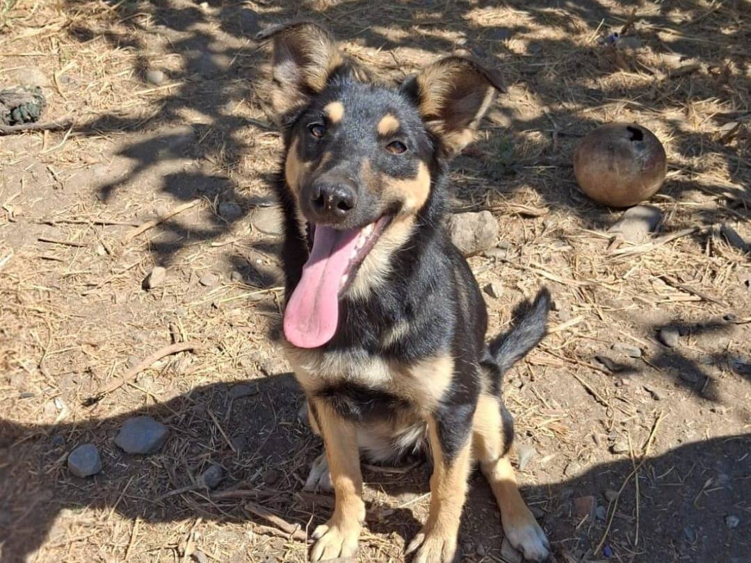 Adozione cane, femmina, Razza sconosciuta Razza sconosciuta, 7 mesi, taglia media contenuta, Crotone