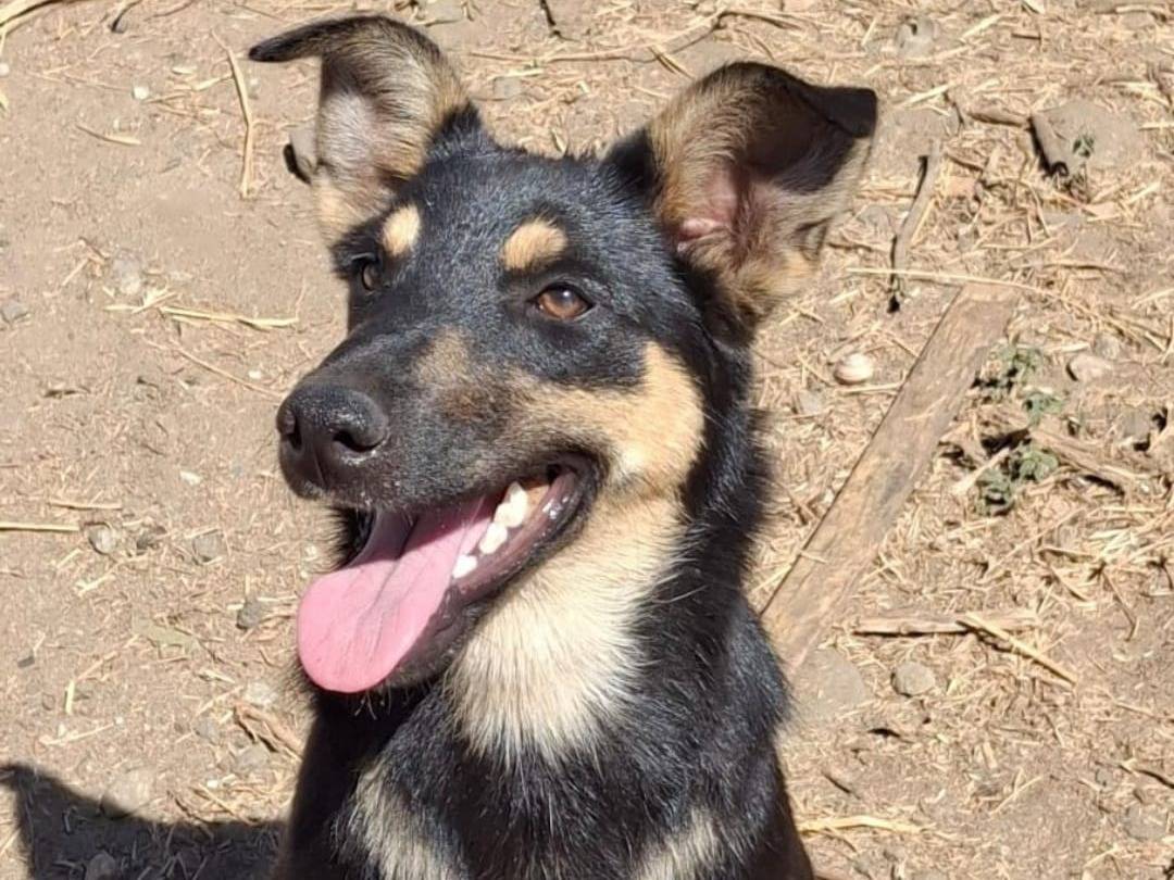 Adotta un cane, femmina, 7 mesi, Crotone