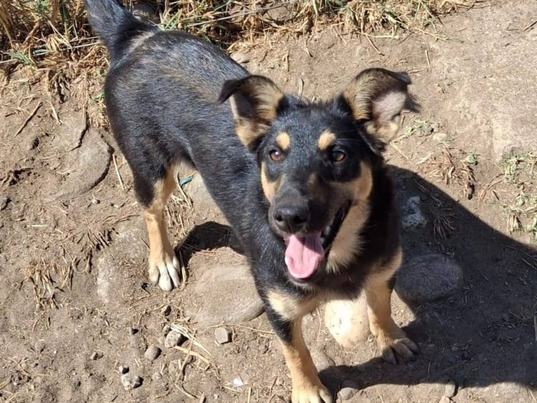 Adotta un cane, taglia media contenuta, femmina, Crotone