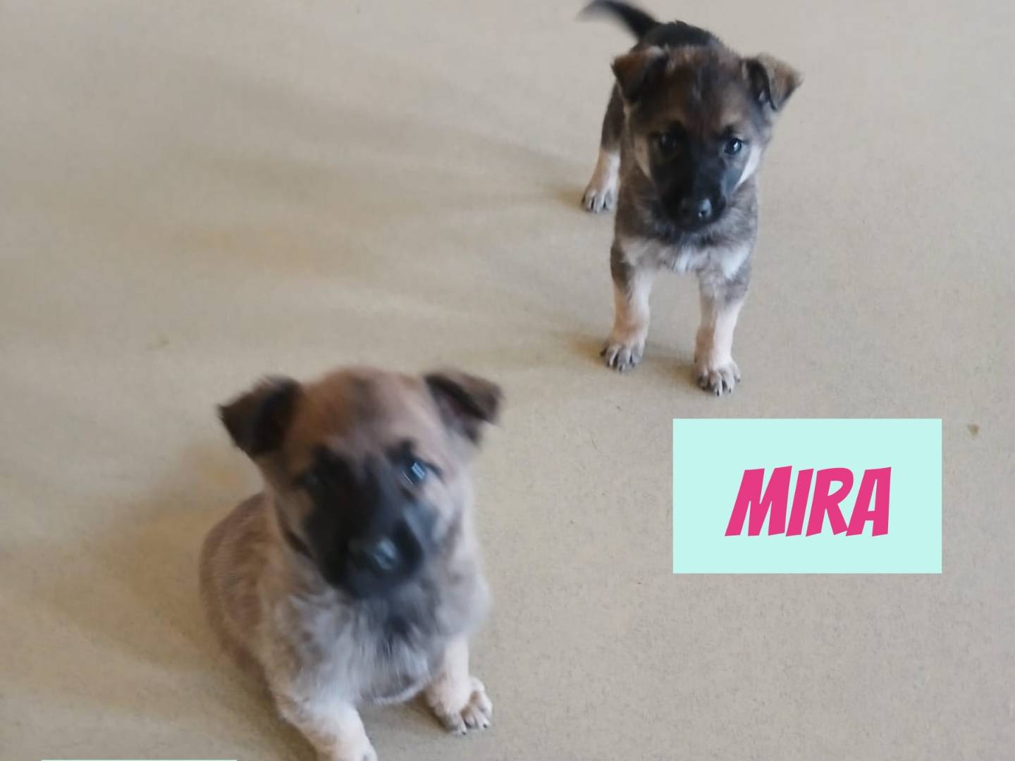 Adozione cane, maschio, Razza sconosciuta Razza sconosciuta, 1 mesi, taglia media, Bari