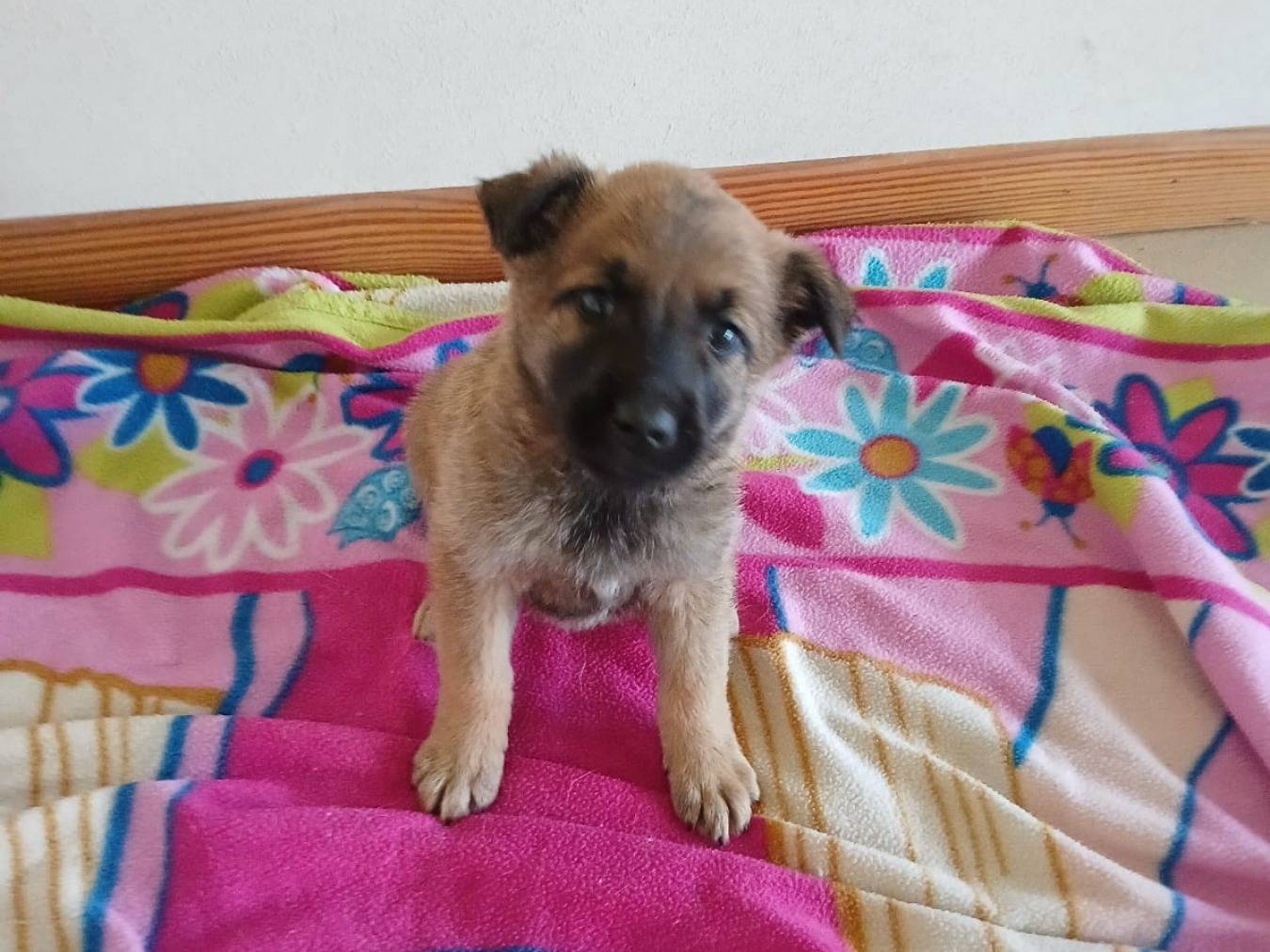 Vuoi adottare un cane a Bari?