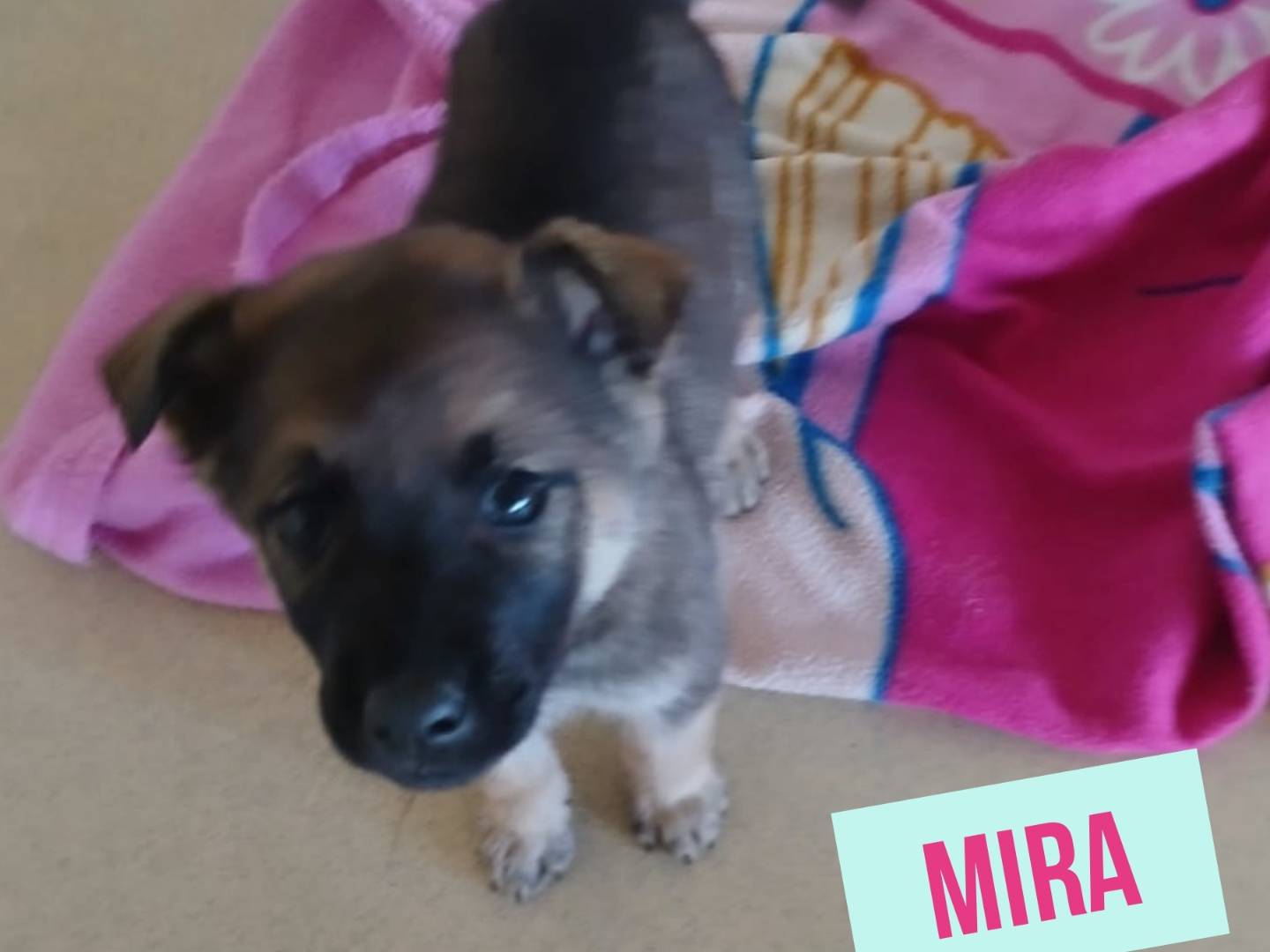 Adotta il cane Mira e Jin a Bari