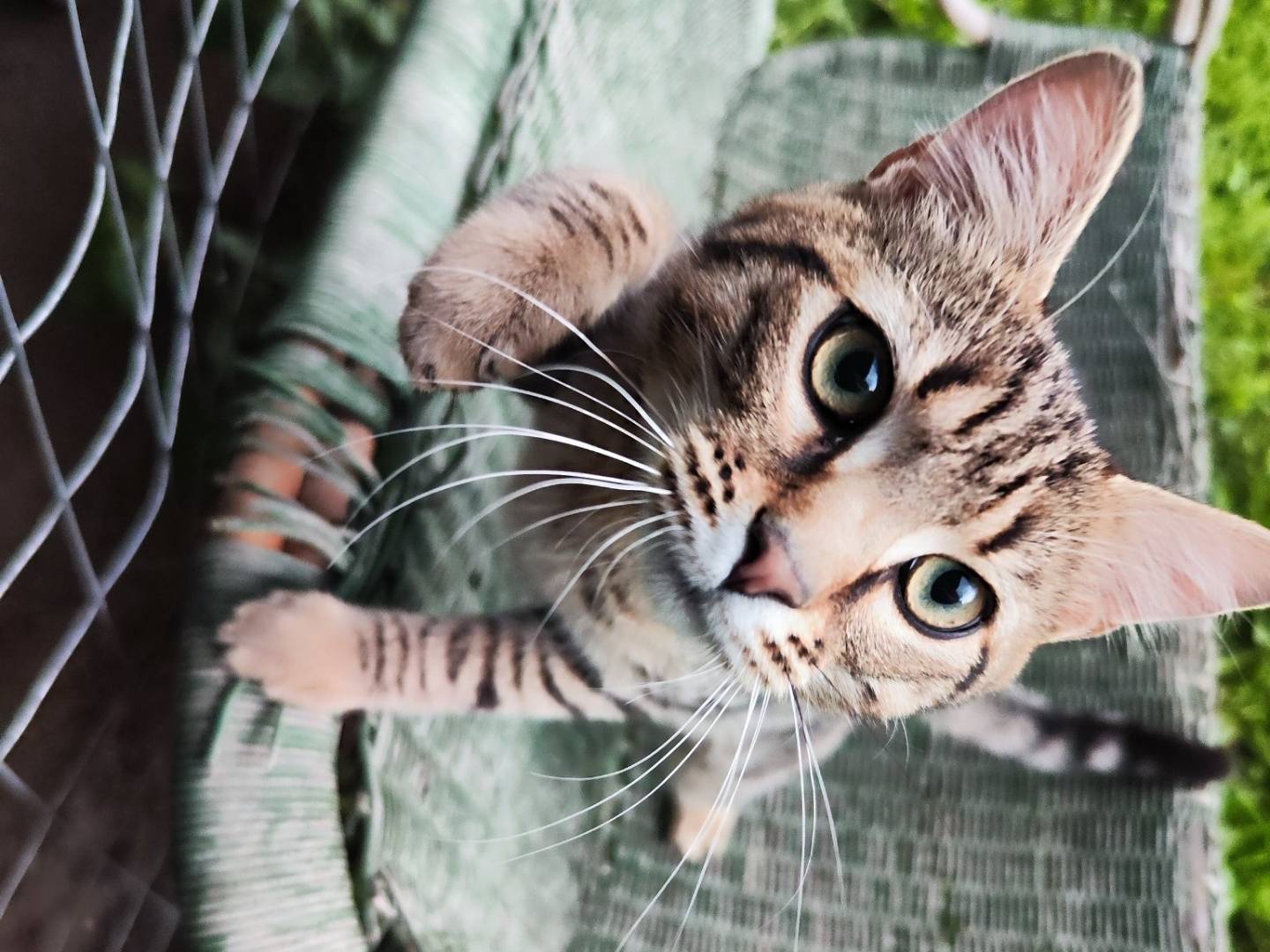 Adozione gatto, maschio, Razza sconosciuta Razza sconosciuta, 10 mesi, taglia non valida, Caserta