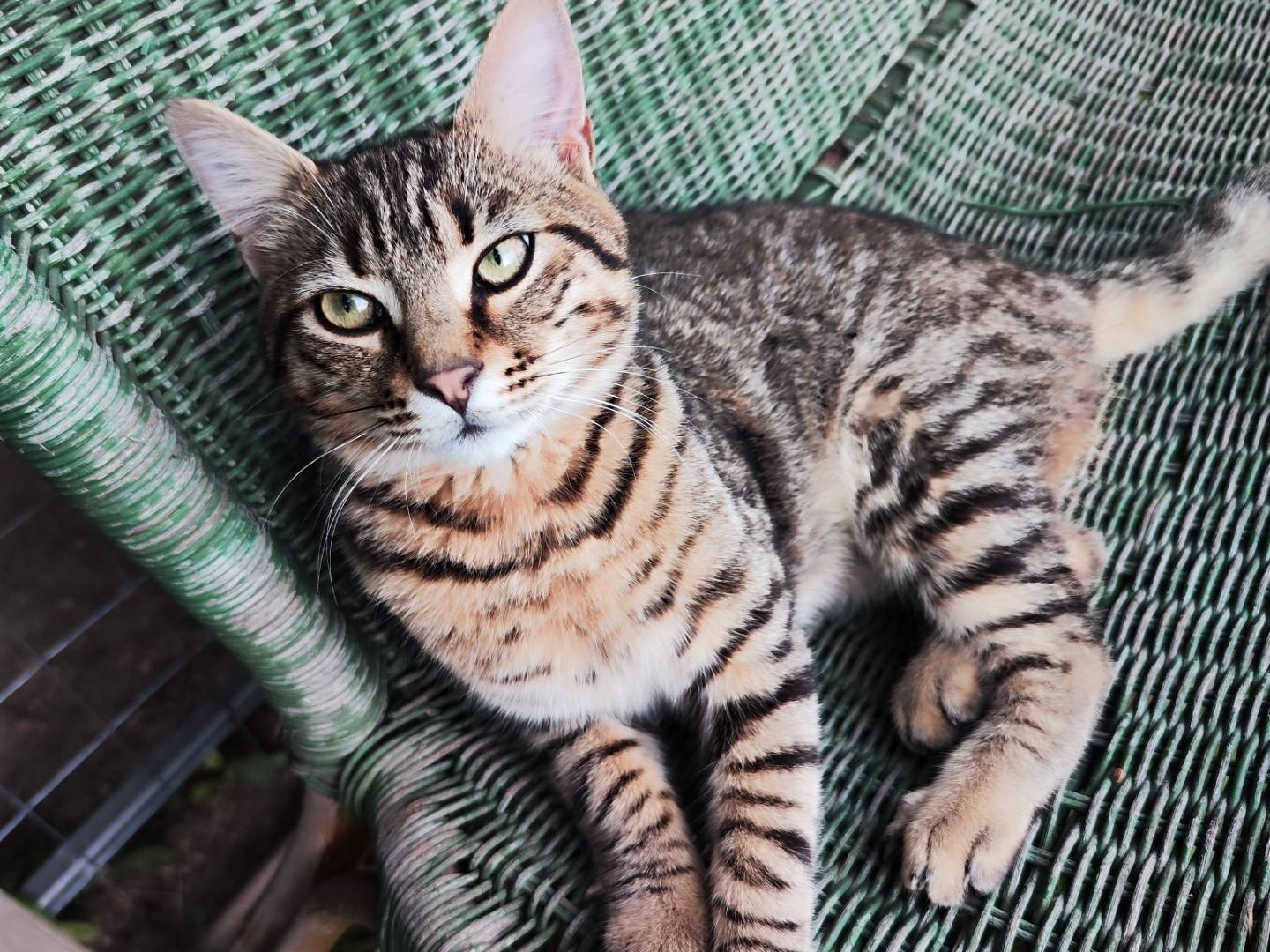 Adotta un gatto, maschio, 10 mesi, Caserta