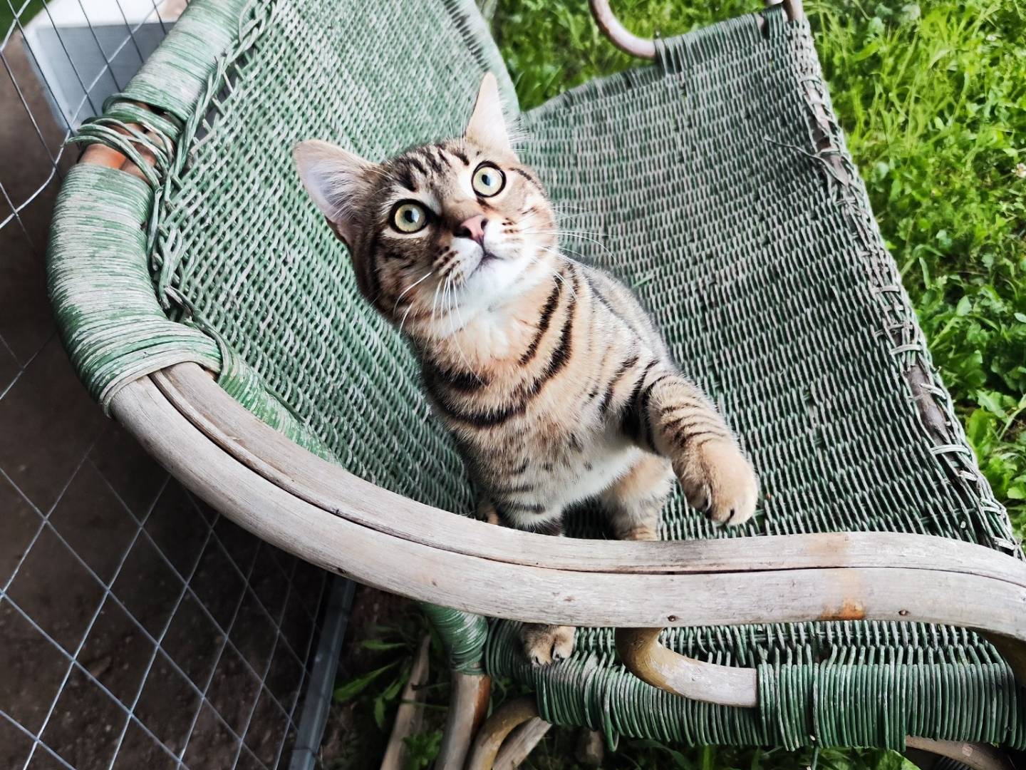 Adotta un gatto, taglia non valida, maschio, Caserta