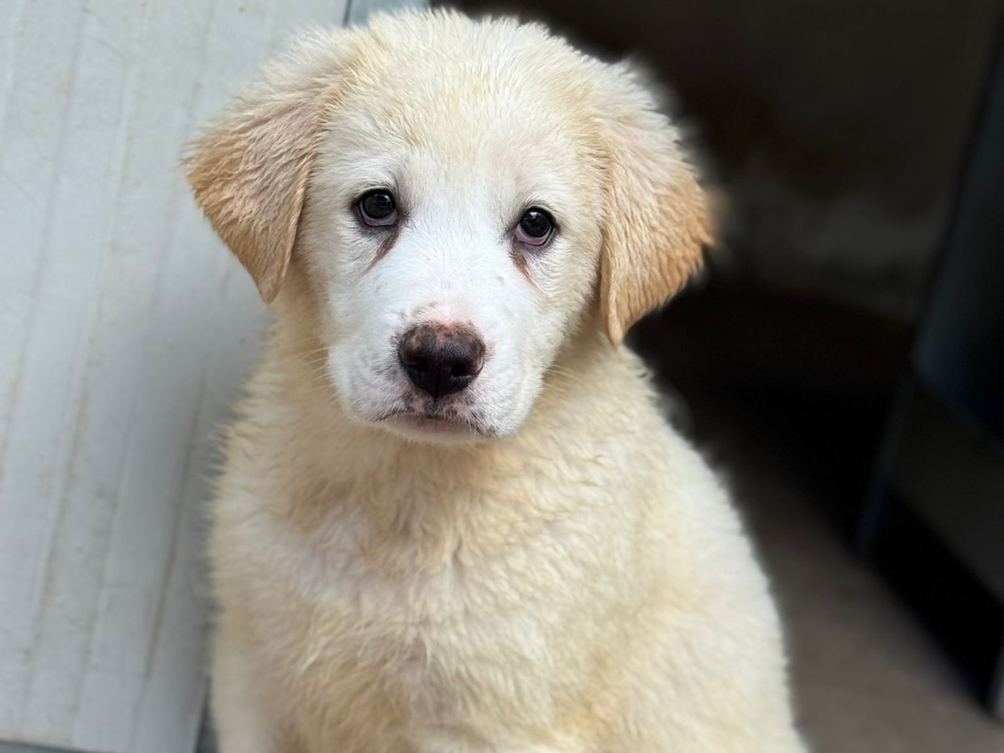 Adozione cane, maschio, Razza sconosciuta Razza sconosciuta, 2 mesi, taglia grande, Salerno
