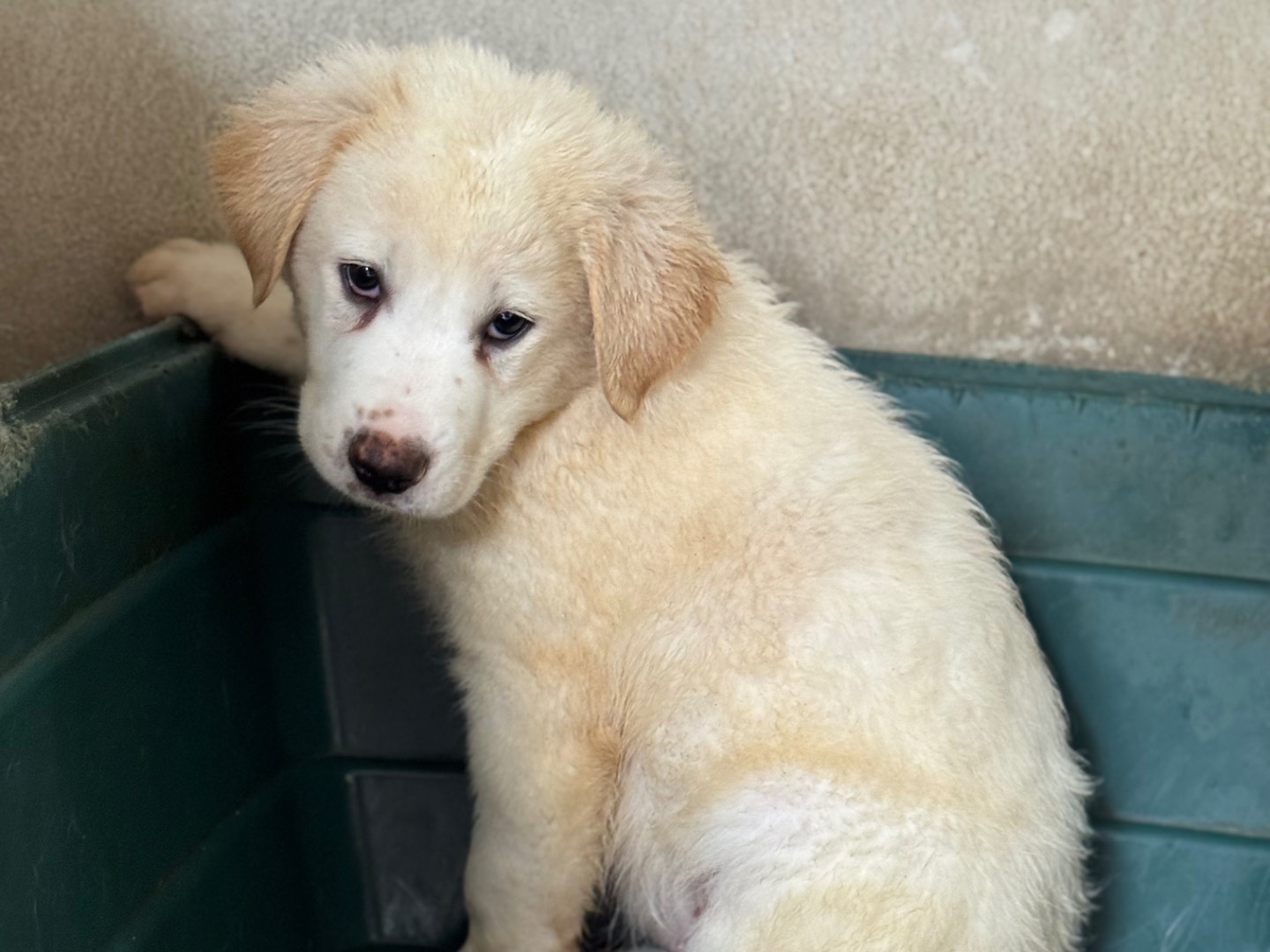 Adotta un cane, maschio, 2 mesi, Salerno