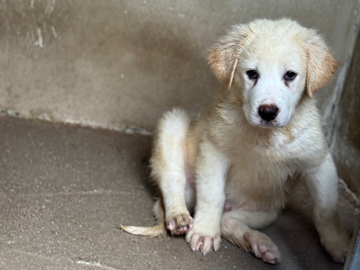 Adotta un cane, taglia grande, maschio, Salerno