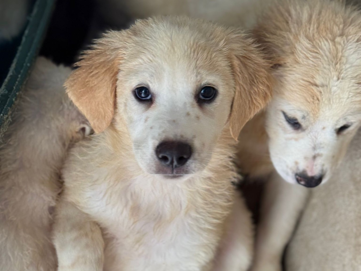 Adozione cane, femmina, Razza sconosciuta Razza sconosciuta, 2 mesi, taglia grande, Salerno