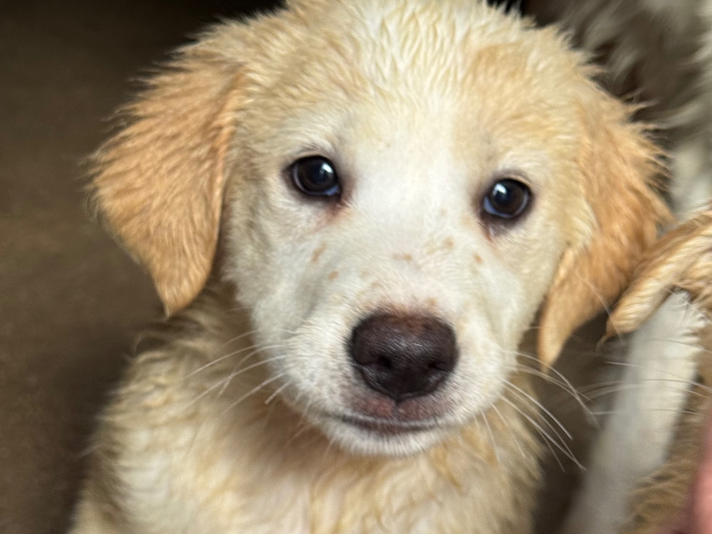 Adotta un cane, taglia grande, femmina, Salerno