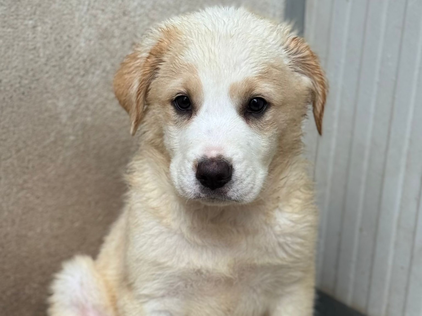 Adozione cane, femmina, Razza sconosciuta Razza sconosciuta, 2 mesi, taglia grande, Salerno