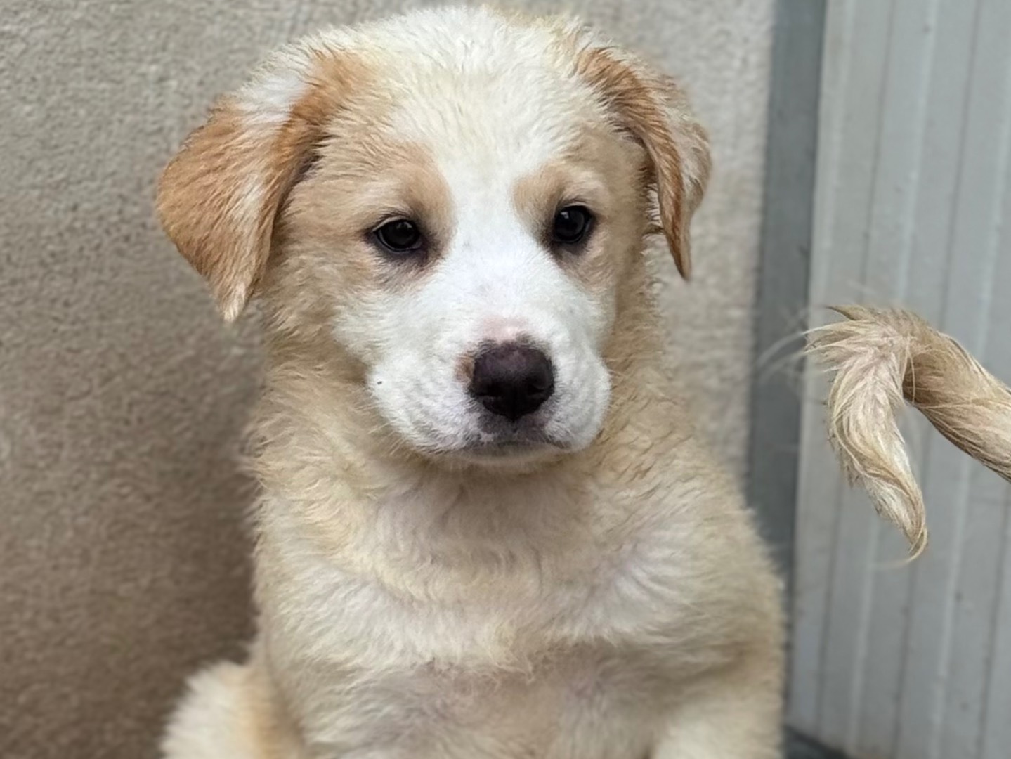 Adotta un cane, femmina, 2 mesi, Salerno